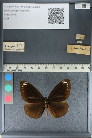 Media type: image;   Entomology 160988